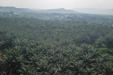 Dikhawatirkan Mematikan Pertanian Rakyat, Petani Tolak Usulan Pajak Pohon Sawit