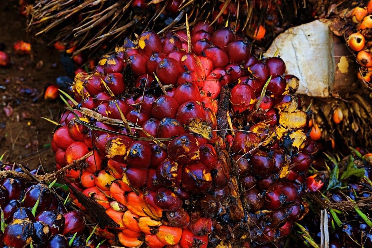 Amran Sebut Sawit Bisa Jadi Kekuatan Politik Luar Negeri Indonesia