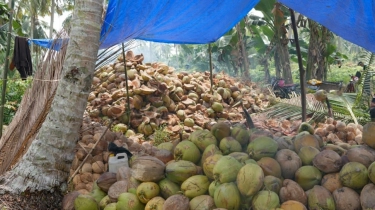 Harga Kelapa Dunia Melemah, ICC Sebut Dipengaruhi Faktor Ekonomi dan Geopolitik