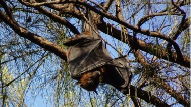 Virus Nipah Sudah Menyebar di Sejumlah Negara Asia, Belum Ada Obatnya