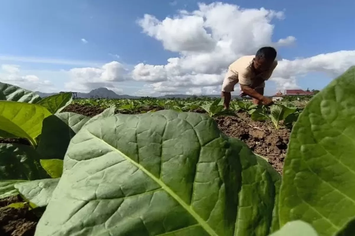 Petani Tembakau Jatim Tolak Intervensi Asing, Sebut Regulasi Baru Bisa Matikan Ekonomi Rakyat