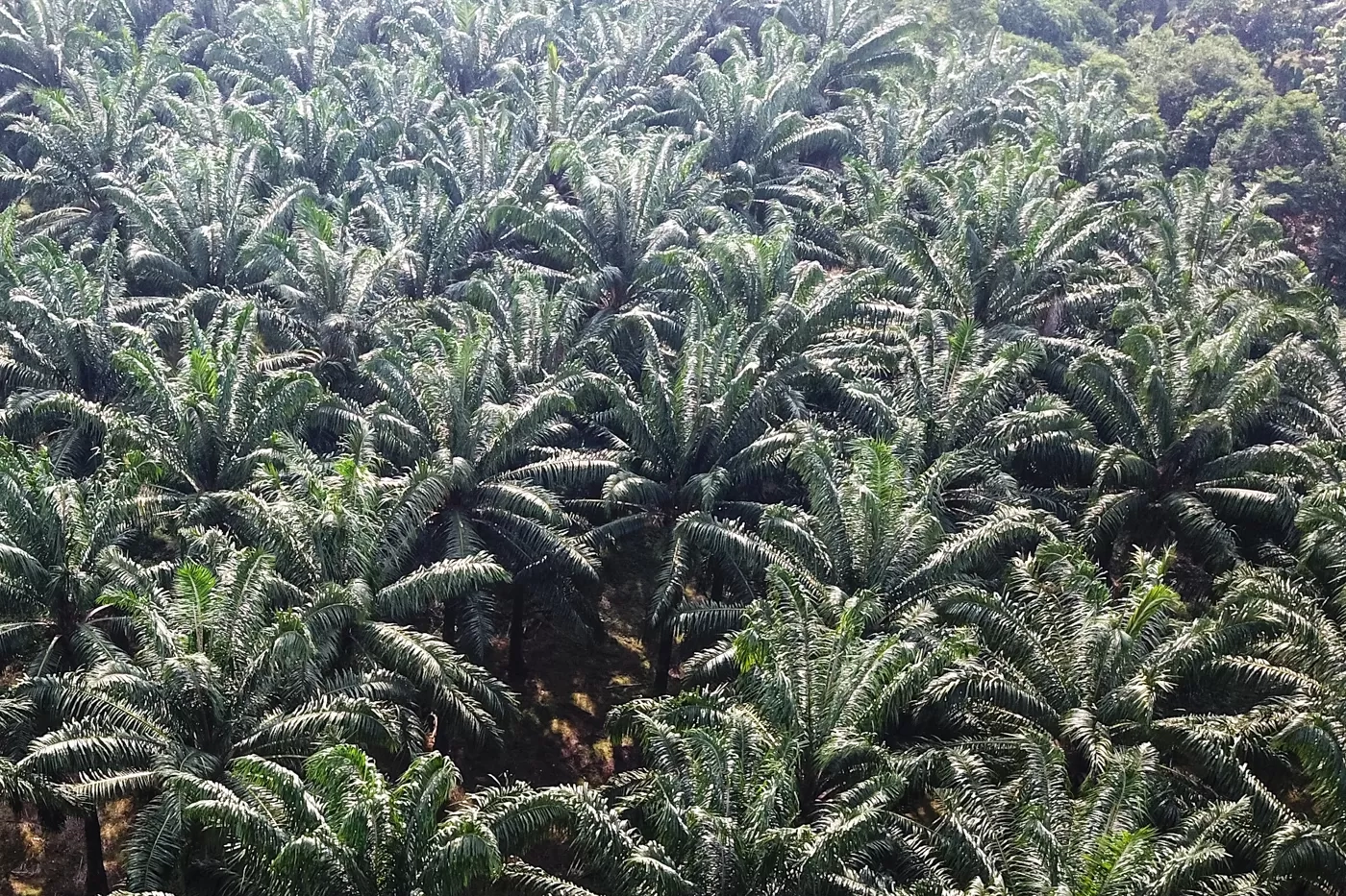 Disebut Tanaman Ajaib, Prabowo Sebut Negara-Negara di Dunia Mohon-mohon ke Indonesia Minta Disupply Kelapa Sawit