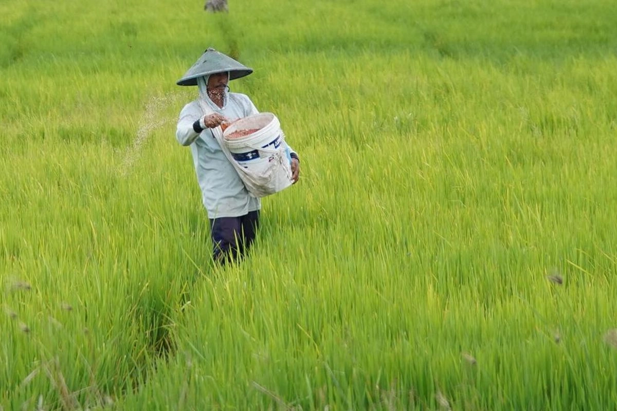 Nilai Tukar Petani Turun di Tengah Naiknya Harga Beras