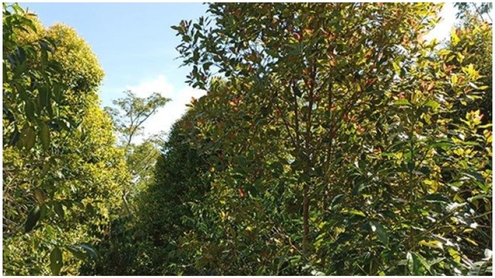 'Mama Jangan Menangis' Surat Terakhir Siswa SD di NTT Sebelum Akhiri Hidup karena Tak Bisa Beli Buku