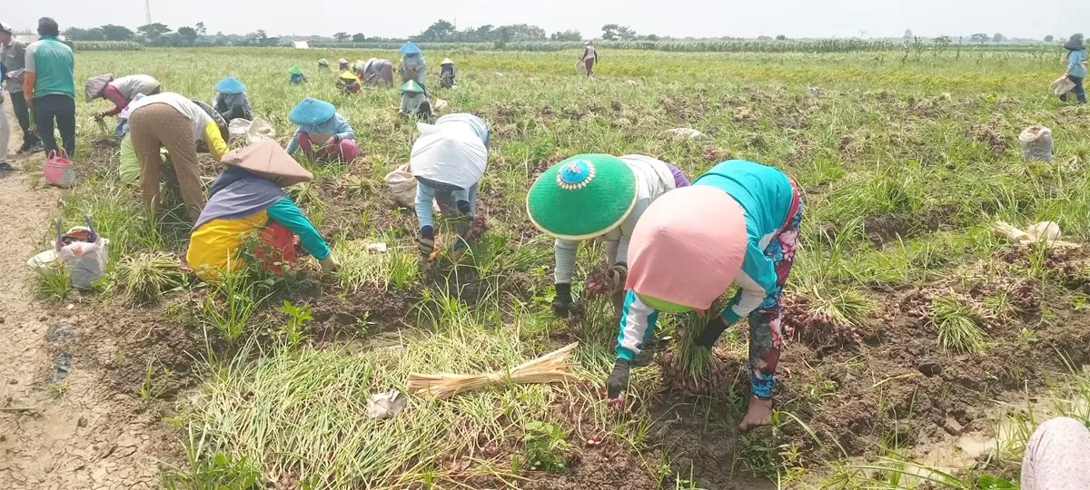 Pemerintah Jamin Pasokan Bawang Aman Jelang Ramadan hingga Lebaran
