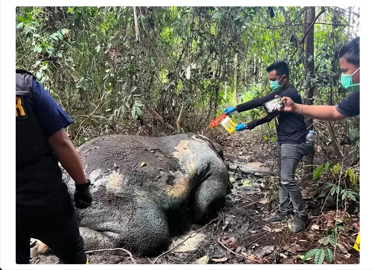 Polisi Duga Ada Unsur Pidana Penyebab Gajah Mati Terpotong Kepala di Ukui Riau