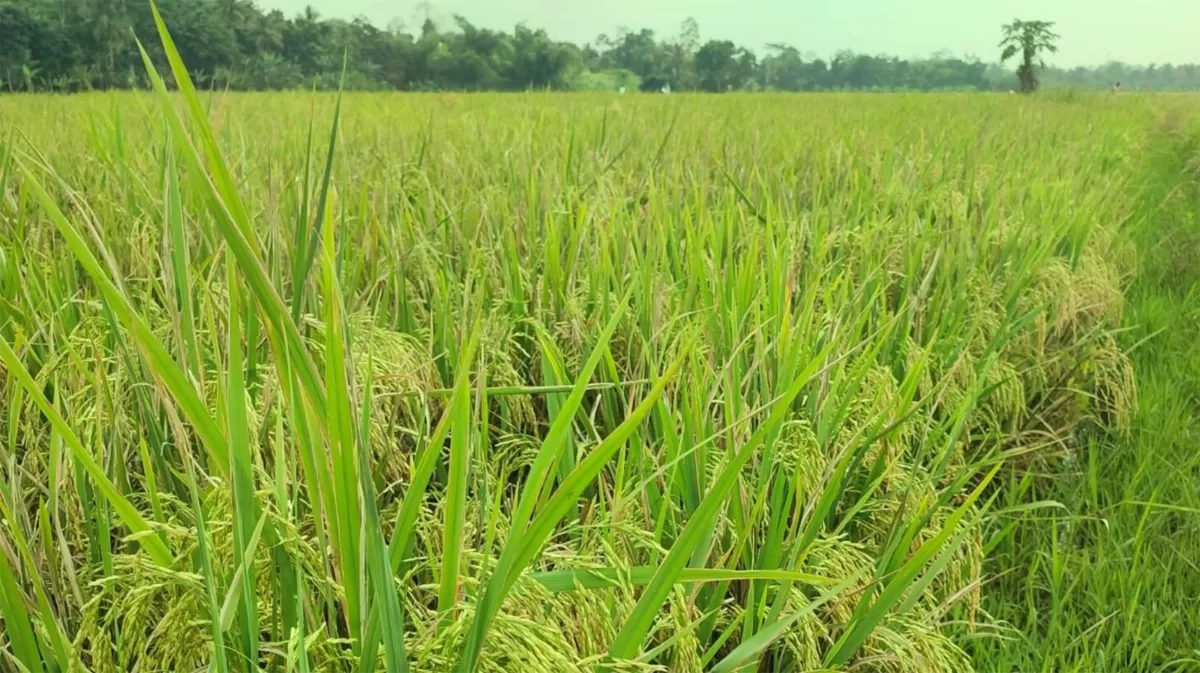 BPS Catat Lonjakan Potensi Produksi Beras Awal 2026, Naik 15,79 Persen