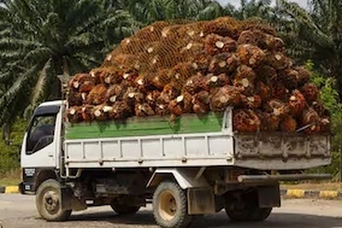 Pentingnya Sinkronisasi Kebijakan untuk Sektor Sawit