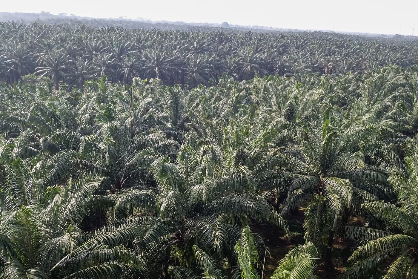 Informasi Tidak Berbasis Data Berpotensi Perkuat Persepsi Negatif terhadap Sawit Indonesia