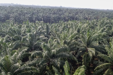 Informasi Tidak Berbasis Data Berpotensi Perkuat Persepsi Negatif terhadap Sawit Indonesia