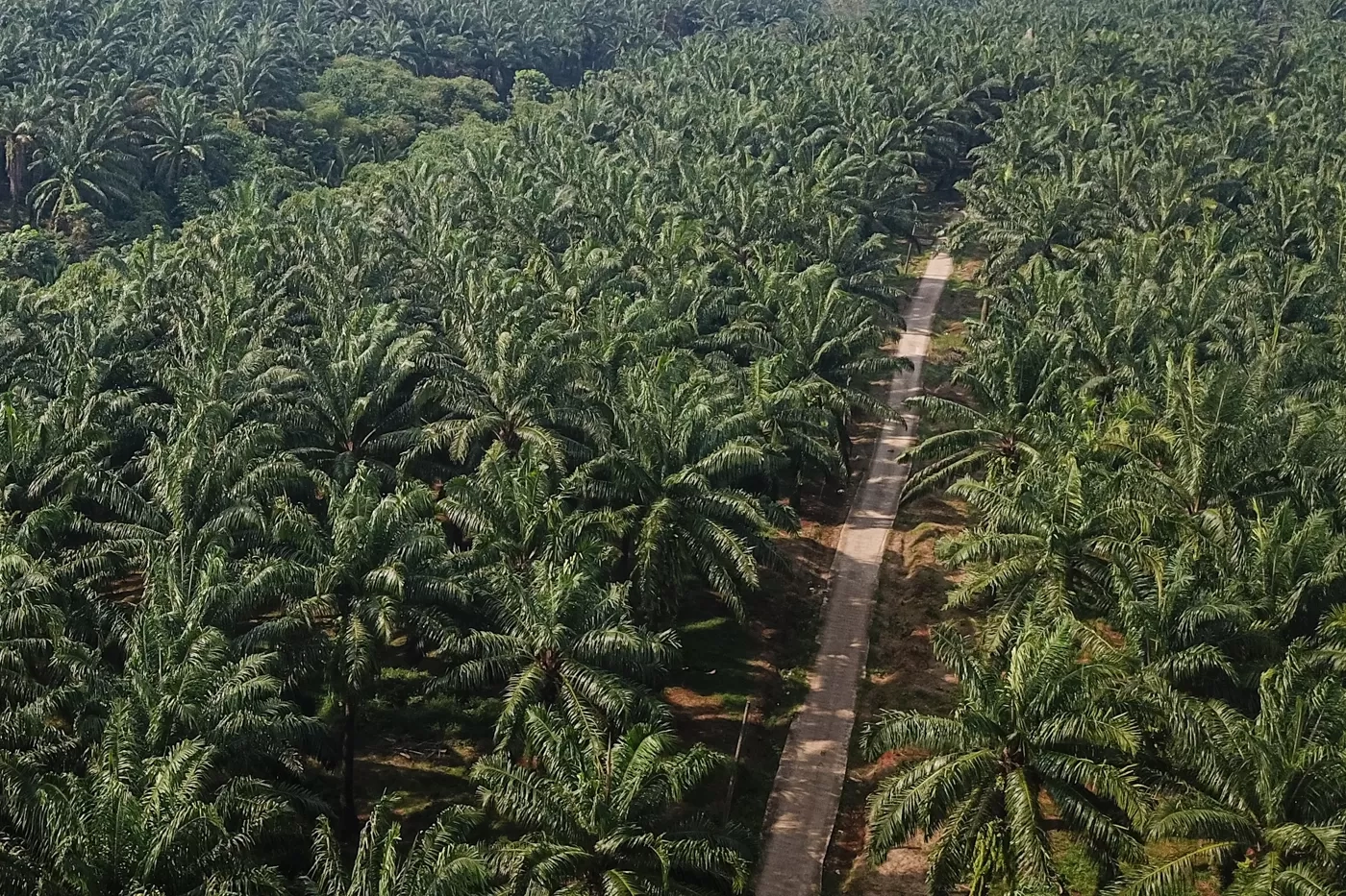 Hasil Kajian KPK Ungkap Tata Kelola Data IUP Sawit Lemah, Rawan Terjadinya Korupsi