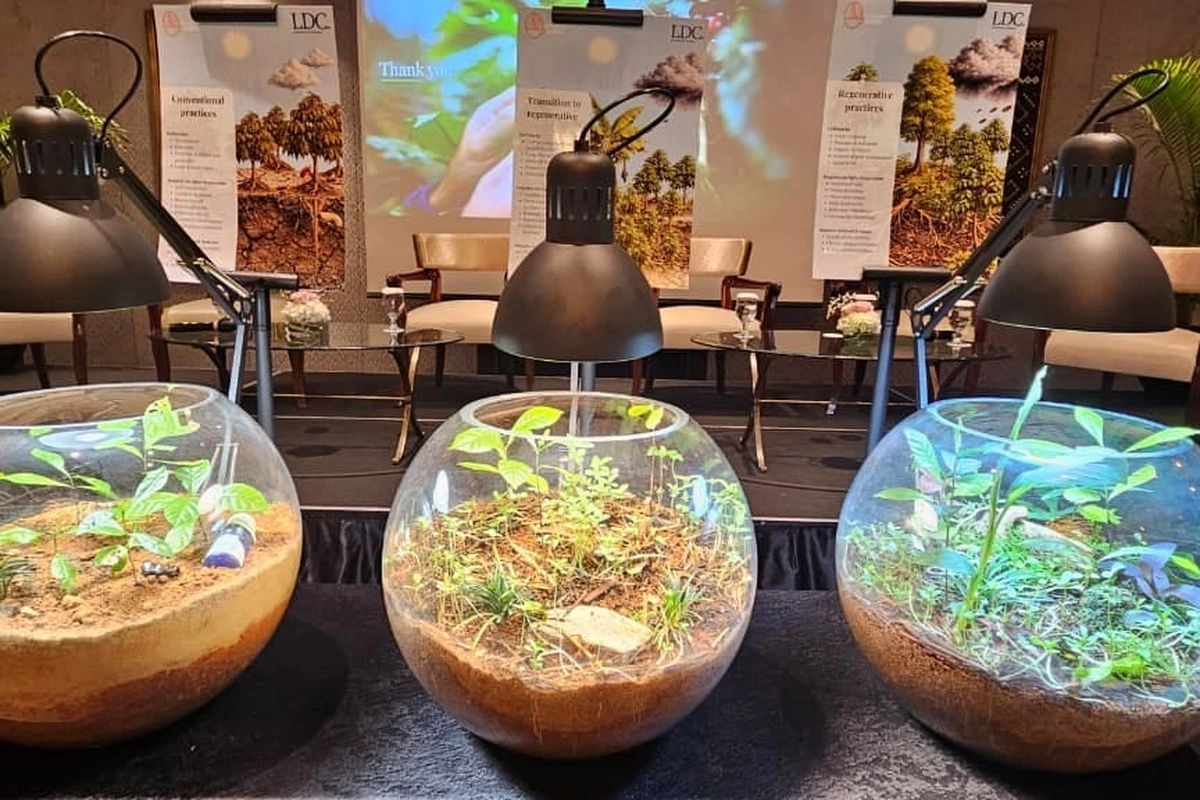 Cerita Petani Lampung, Olah Tanah Asam Jadi Kebun Kopi Rendah Emisi