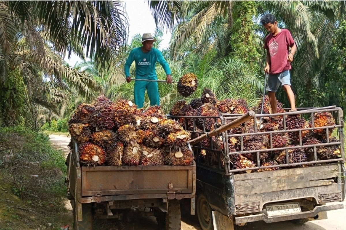 Organisasi Petani Bantah Ada 4 Juta Hektar Sawit Ilegal di Hutan Lindung