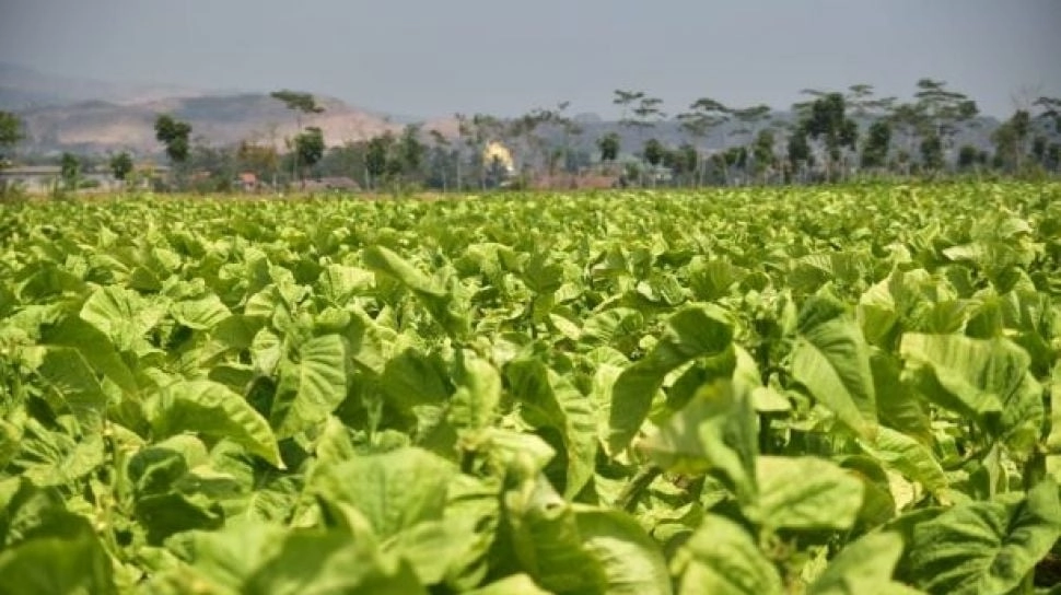 Regulasi Baru Disebut Bisa Pukul Kesejahteraan Petani Tembakau