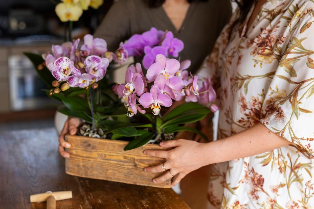 Anggrek Laris Saat Imlek, Ini Makna dan Simbol Keberuntungannya