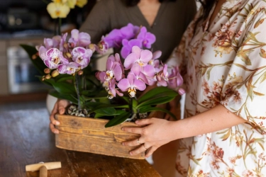 Anggrek Laris Saat Imlek, Ini Makna dan Simbol Keberuntungannya