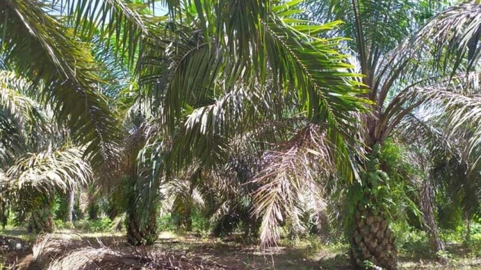 Petani Sawit Protes Penyitaan Kebun oleh Satgas PKH, Regulasi Diabaikan