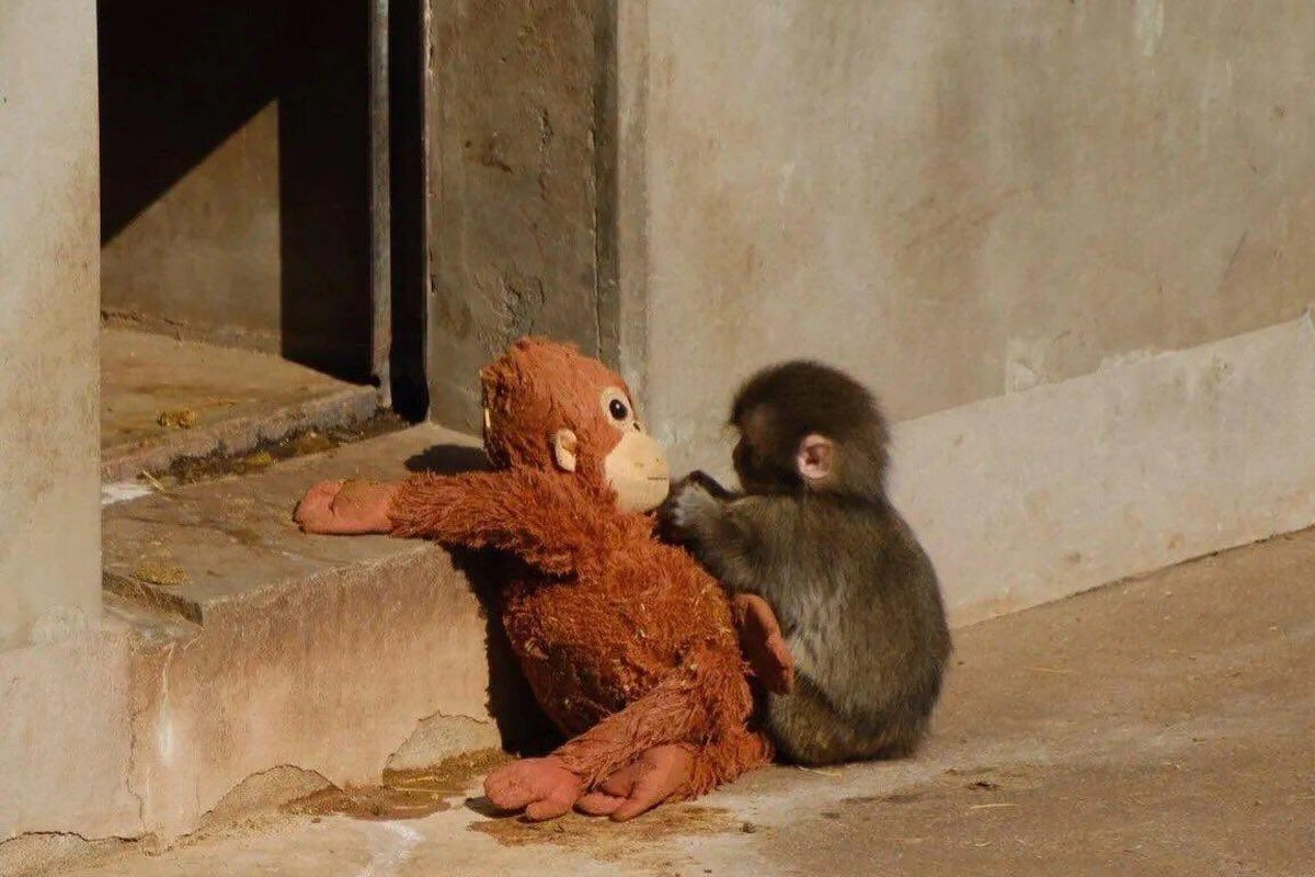 Kisah Bayi Monyet Ditelantarkan Induknya, Memeluk Boneka demi Kehangatan
