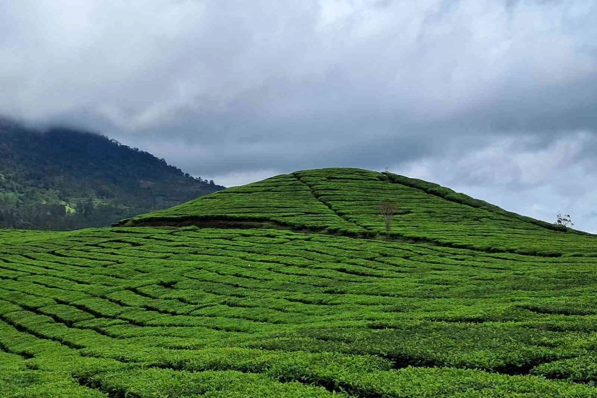 Menikmati Keindahan Perkebunan Teh Pangalengan yang Tak Pernah Kehilangan Pesona