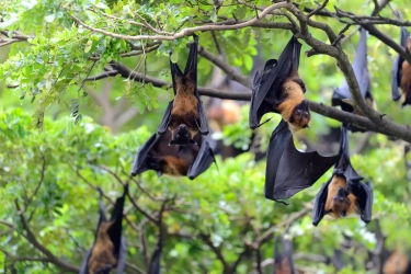 Virus Nipah Berpotensi Jadi Wabah, Cegah dari Sekarang!