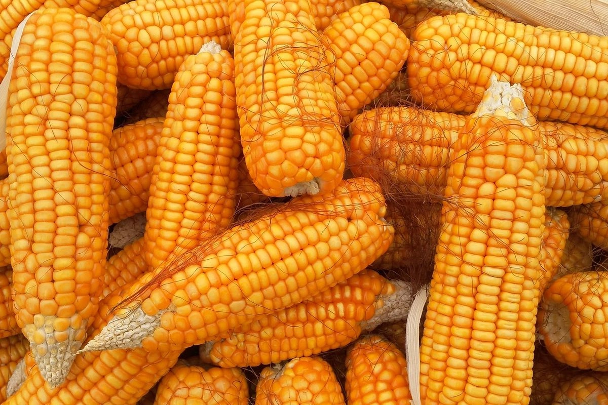 Kemenko Perekonomian: Impor Jagung dari AS Tak Ganggu Produksi Lokal