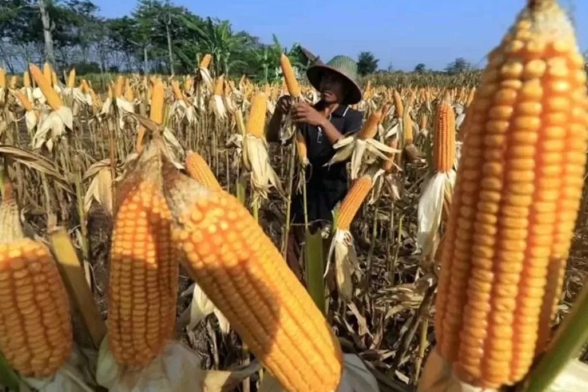 Pemerintah Ungkap Alasan Tetap Impor Jagung dari AS