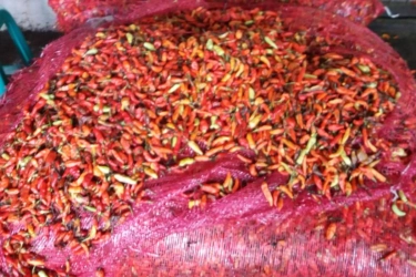 Kementan Guyur 1,7 Ton Cabai Rawit Merah Ke Pasar Induk Kramat Jati