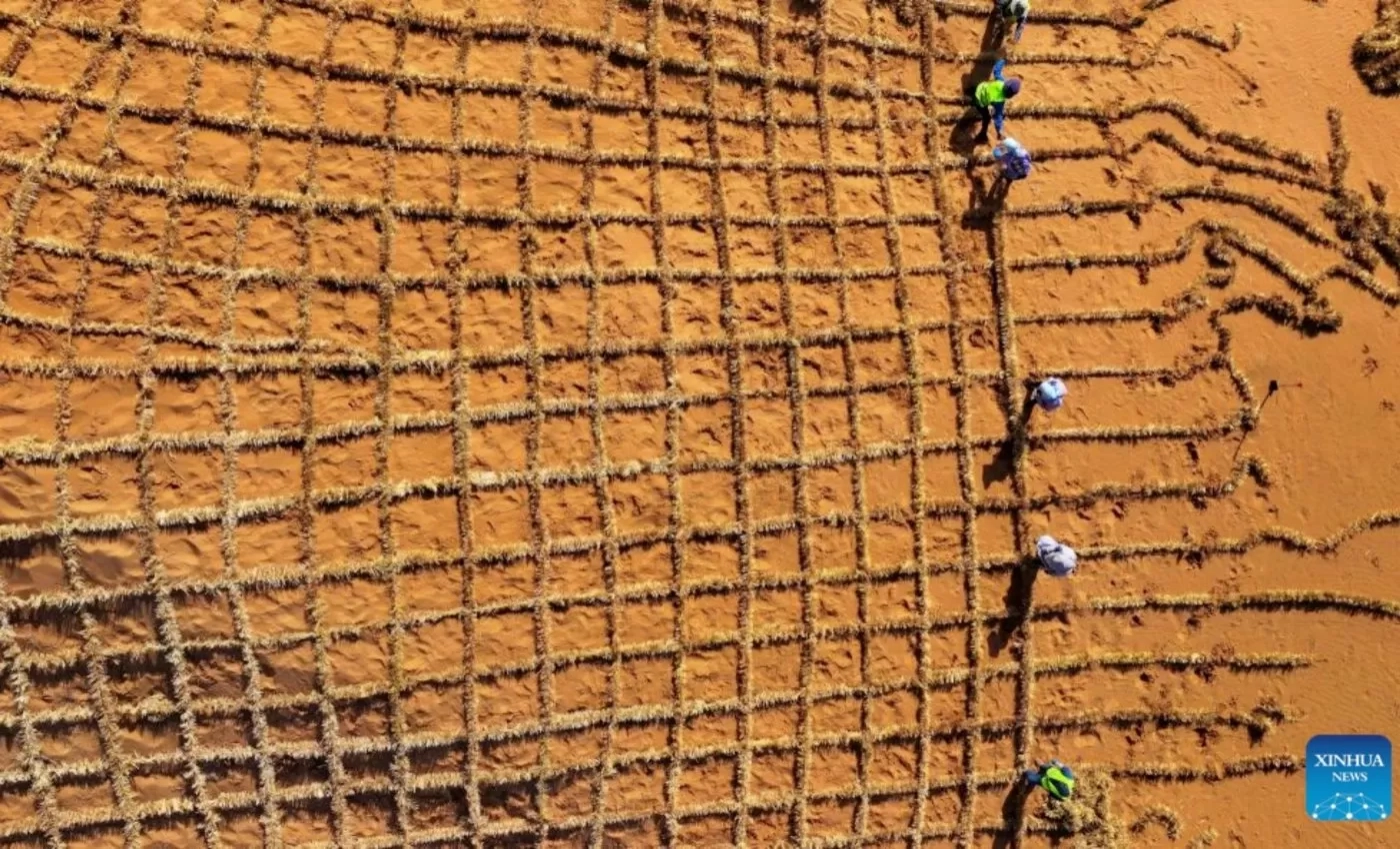 Inovasi Tiongkok Ubah Pasir Gurun Jadi Tanah Subur dalam 10 Bulan, Menjadi Terobosan Restorasi Ekologis Dunia