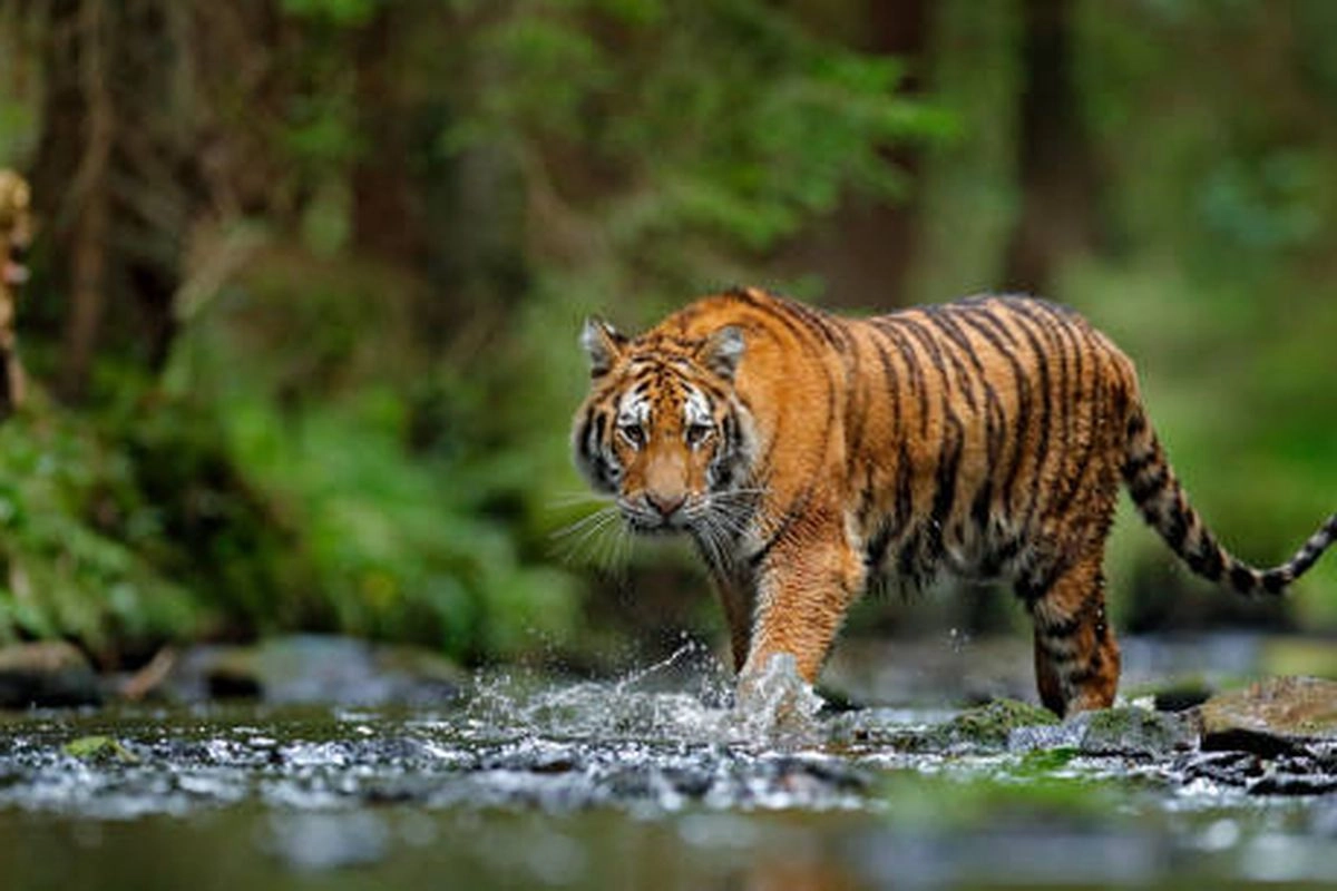 72 Harimau di Taman Wisata Thailand Mati Mendadak, Ada Apa?