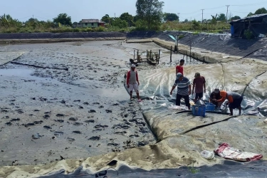 KKP: Produksi Tambak Udang Kebumen Capai 358 Ton, Bebas Antibiotik