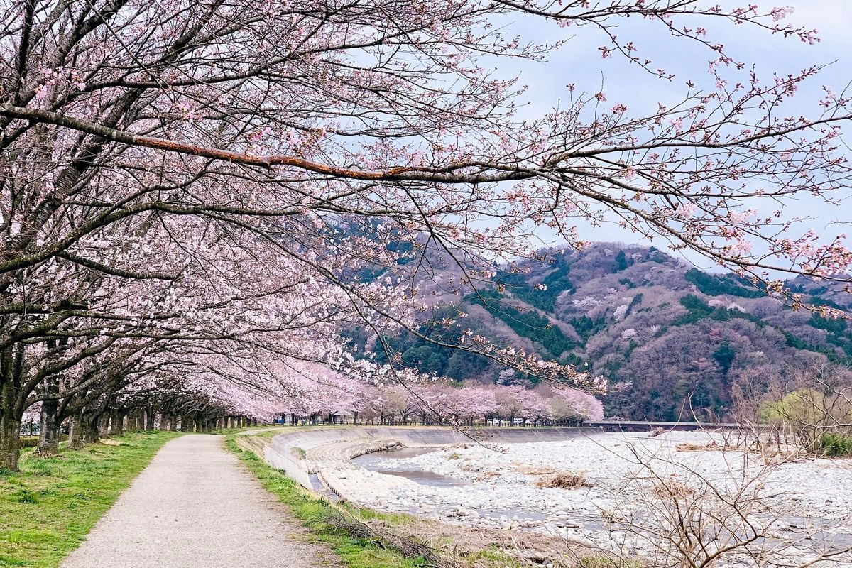 Apa Itu Golden Week Jepang? Puncak Liburan yang Mesti Dihindari Turis