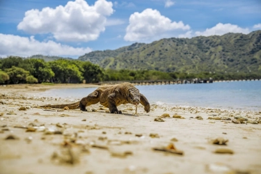 Taman Nasional Komodo Jadi Tempat Terindah di Dunia 2026 Versi Media Asing Time Out