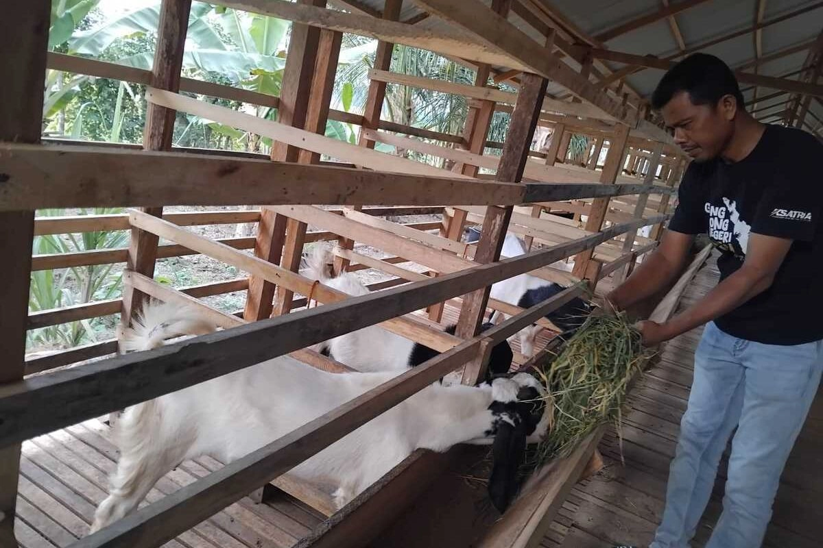 Ketika Desa Berusaha Kaya dari Ternak Kambing…