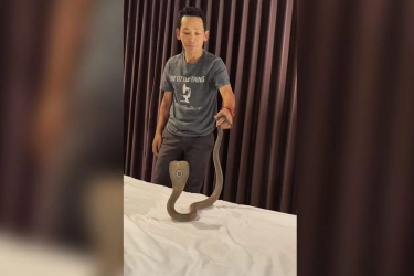 Tamu Hotel Syok, Kobra 1,5 Meter Melata di Leher Saat Menginap