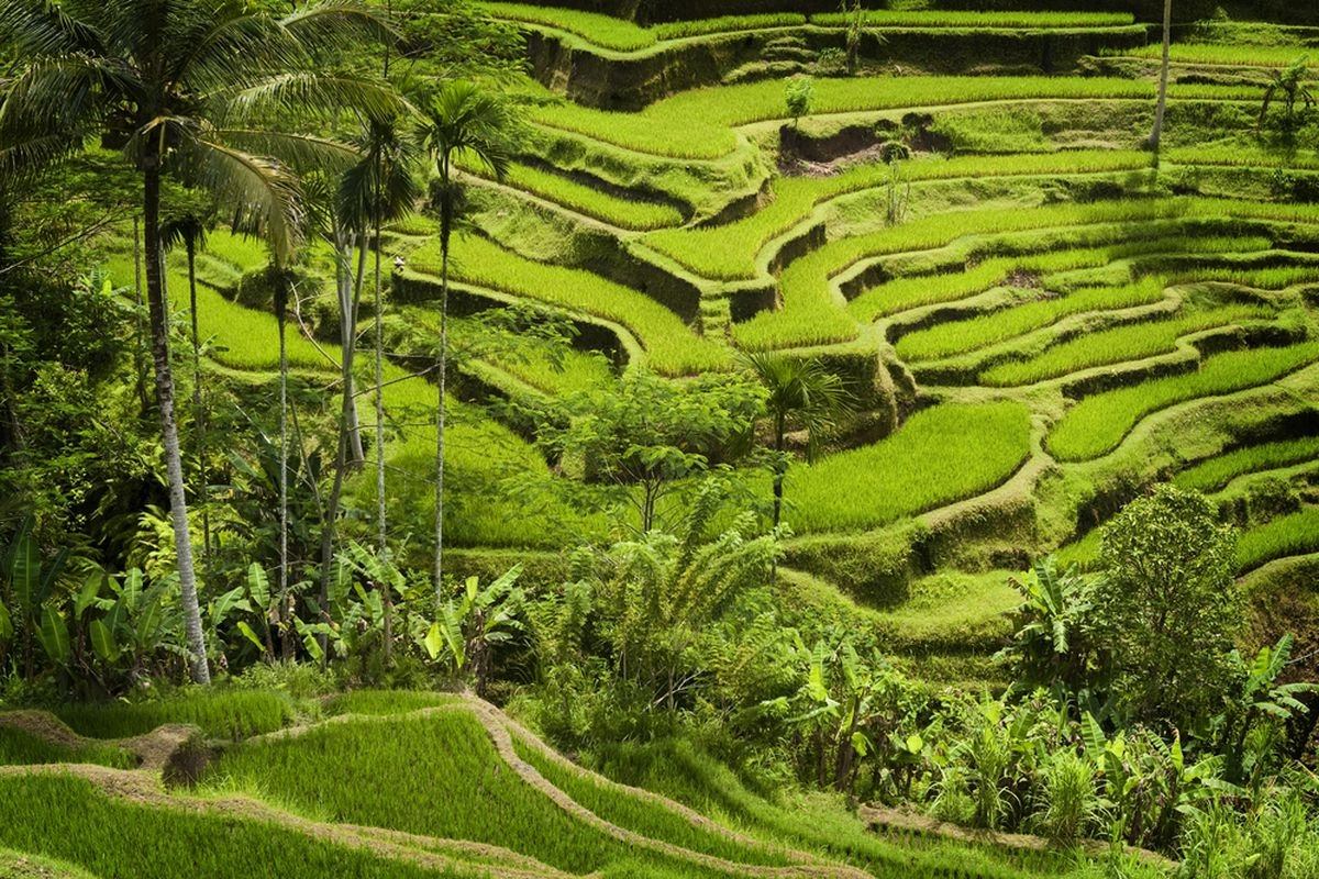 Nyepi Sawah Jatiluwih Digelar, Wisatawan Dibatasi
