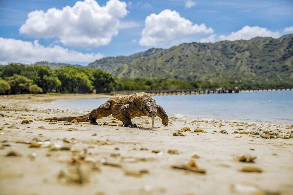 Jadi Situs Warisan Dunia UNESCO, Ini 8 Fakta Menarik TN Komodo