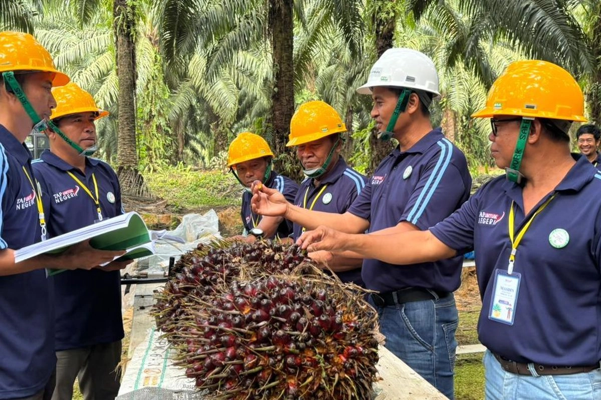 Petani Sawit Ubah Cara Bertani, Produktivitas Mulai Terangkat