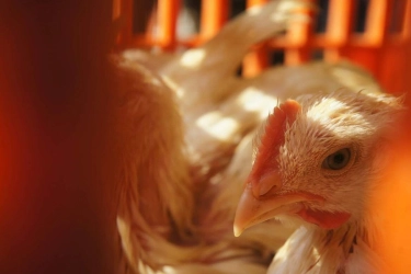 Peternak Keluhkan Harga Ayam Hidup Anjlok ke Rp 18.500: HPP Sudah Rp 22.000