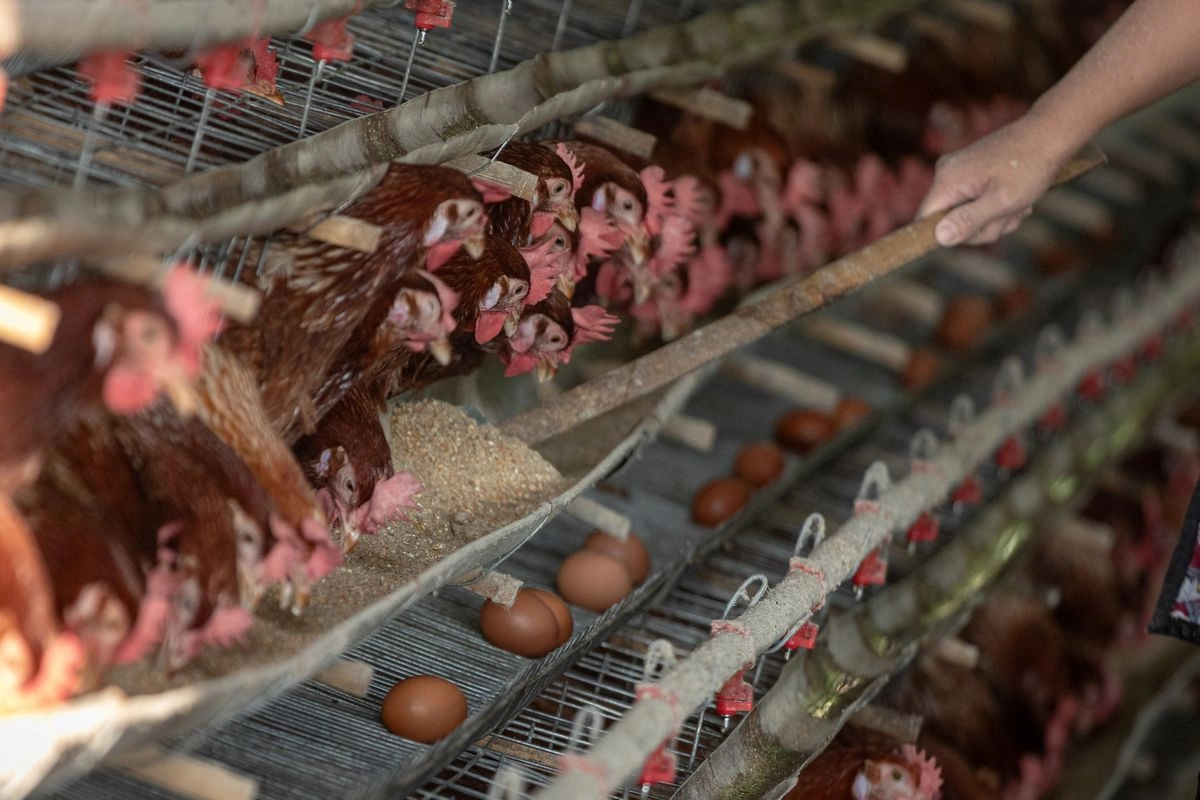 Harga Ayam Anjlok, Peternak: Program MBG Belum Jalan