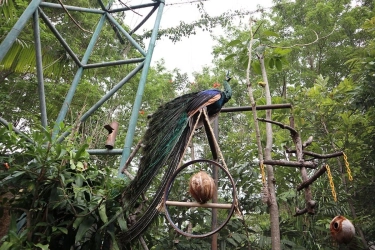 Rekomendasi Kebun Binatang di Yogyakarta untuk Keluarga, Bisa Beri Makan Satwa