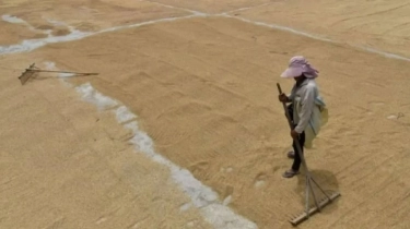 Harga Gabah Tinggi, Pedagang Sulit Jual Beras Sesuai HET