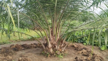 Strategi Baru Tekan Biaya Produksi Sawit, Sebar Serangga Penyerbul