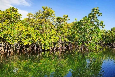 Menjelajah Hutan Mangrove Tapak Semarang, Destinasi Edukasi dan Rekreasi