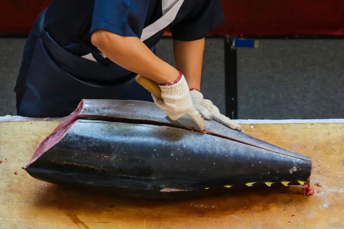 Standar Global Makin Ketat, KKP Andalkan STELINA untuk Lacak Asal Ikan