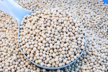 Bapanas: Stok Kedelai 322.000 Ton, Cukup hingga Akhir April 2026