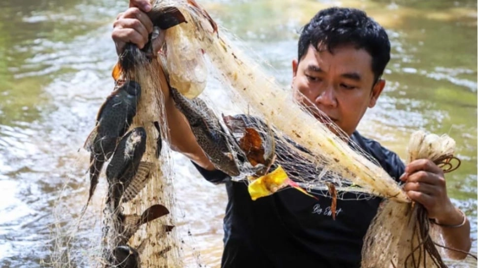 Manfaat Ikan Sapu-Sapu Jadi Sumber Protein di Amazon Tapi Berbahaya di Indonesia