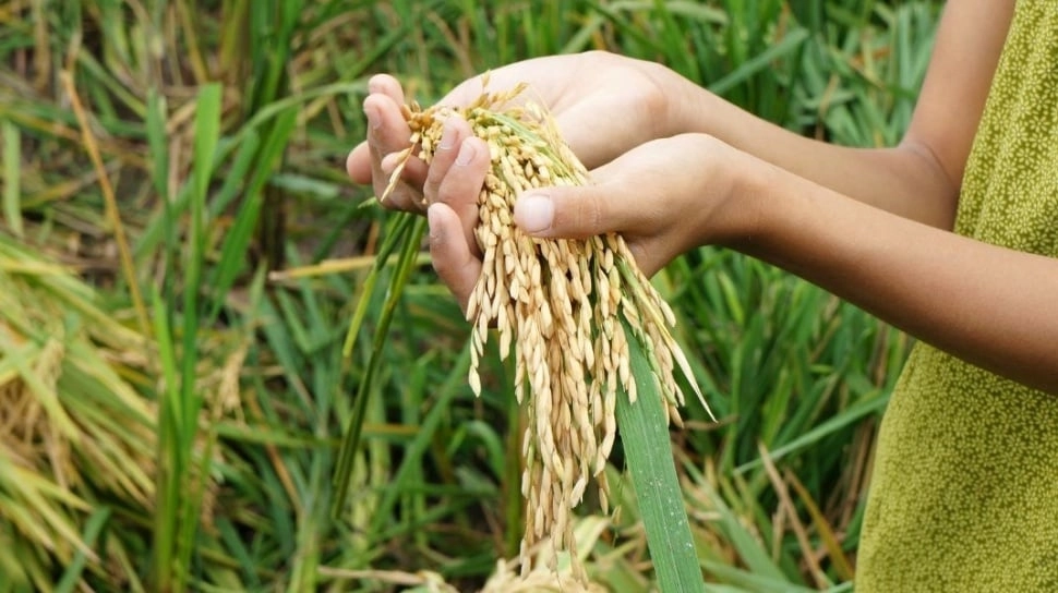 Imbas El Nio Godzilla, Jasindo Pastikan Klaim Premi Asuranis Buat Petani Lancar