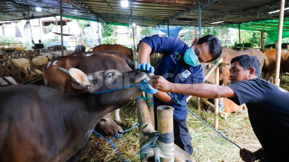 Kementan Pastikan Stok Daging Sapi Aman Jelang Idul Adha 2026