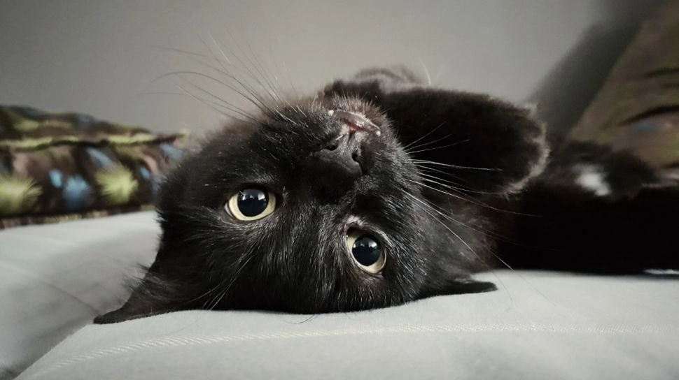 Mengenal Istilah Black Cat Energy dalam Dinamika Percintaan Modern, Beda dengan Cuek