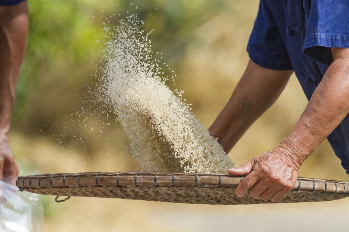 Impor Beras Ditekan, Produksi Dalam Negeri Jadi Penopang Utama